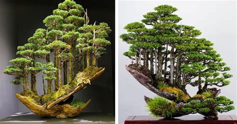 Served two times as the prime minister of japan. Behold the Artistry of Bonsai Master Masahiko Kimura