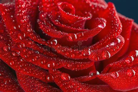 Macro Photo Of Red Rose Petals With Dew Drops Stock Image Image Of