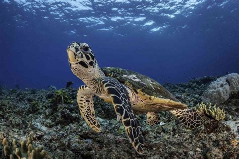 Critically Endangered Turtle Species