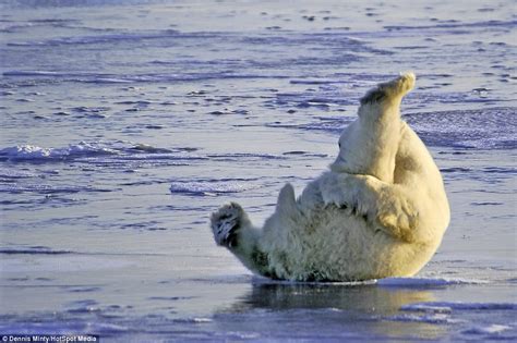Polar Bear Sprawls Out Flat On His Back Across The Ice Before His Next