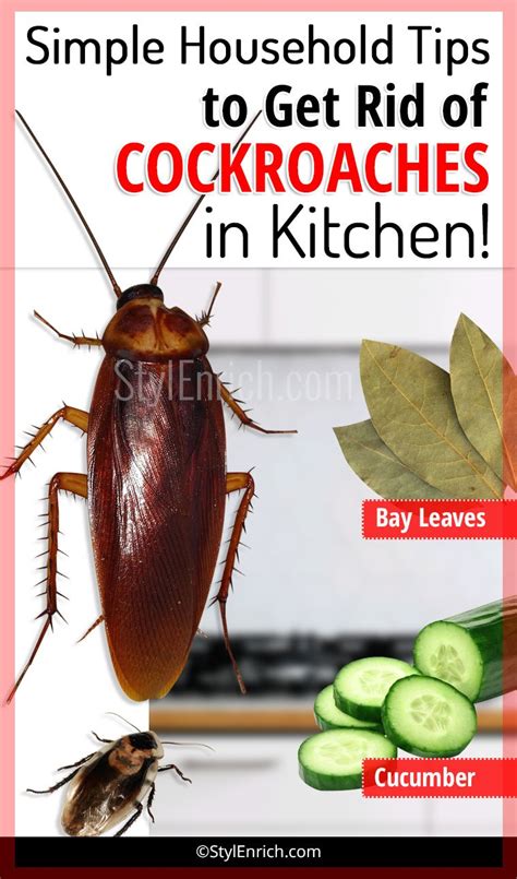 How To Get Rid Of Cockroaches In Kitchen Using Simple Household Tips