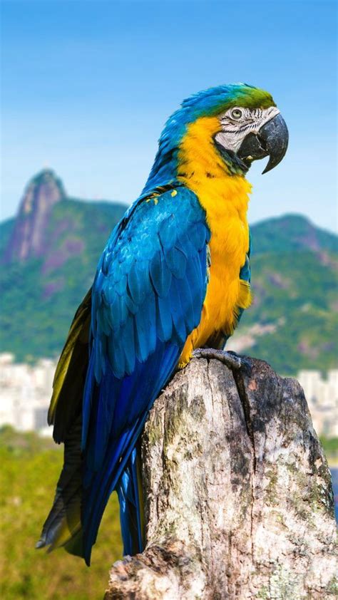 Blue And Yellow Macaw Parrot In Rio De Janeiro Brazil Macaw Parrot