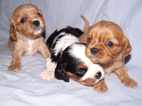If you need prayer or have any further questions please feel free to contact us. Cavalier King Charles spaniel puppies | Doncaster, South ...