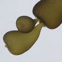 The red alga gracilaria edulis (gmelin) silva. Knobbly agar agar seaweeds (Gracilaria salicornia) on the ...