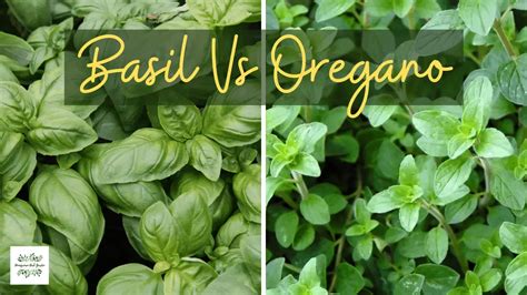 Basil Vs Oregano Differences And Uses Homegrown Herb Garden