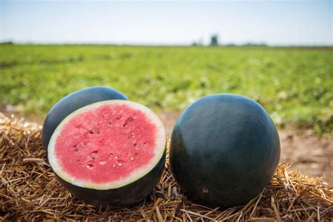 Watermelon Varieties To Grow In Your Garden