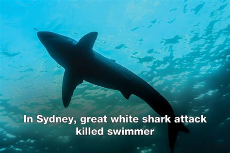 In Sydney Great White Shark Attack Killed Swimmer