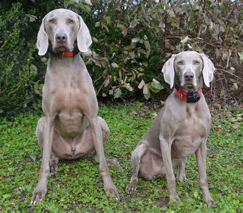 11 Things You Should Know About The Weimaraner Your Dog Advisor