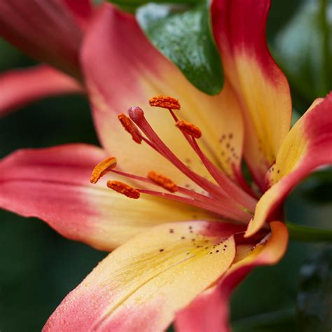 Heartstrings Asiatic Lily Order Lily Bulbs Online Bulbs Direct Nz