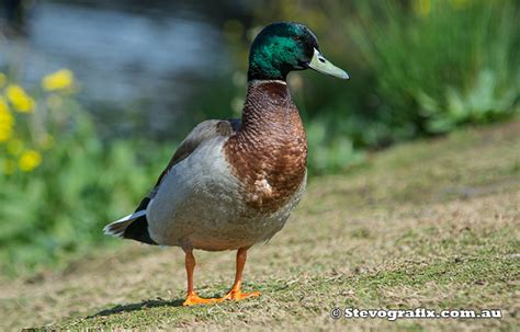 Northen Mallard Anas Platyrhynchos Stevografix