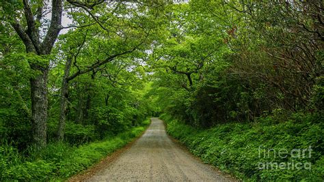 Tree Lined Country Road Photograph By Tom Claud Fine Art America
