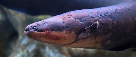 Electric Eels Team Up To Zap Their Prey In Shocking Behaviour Bbc Science Focus Magazine