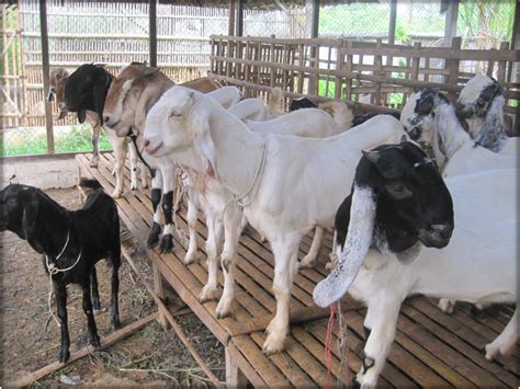 Jelang Idul Adha 2018 Harga Sapi Dan Harga Kambing Kurban Meningkat