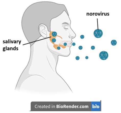 Transmission Of Enteric Viruses Through Saliva Virology Blog