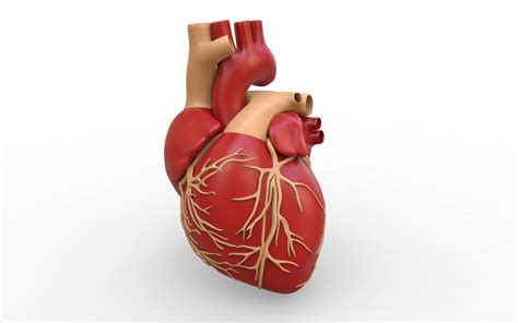 Human Heart 3d Model In Medicines 3dexport