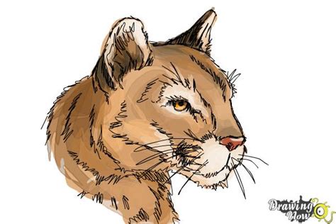 How To Draw A Mountain Lion Drawingnow