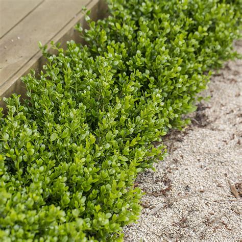 Buy Buxus Microphylla Faulkner From Fernview Nurseries