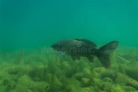 Carp Under Water Image Fish Photography Under Water Photography