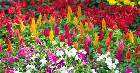 The 15 Best Annuals For Late Summer Color Gardeners Path Reportwire