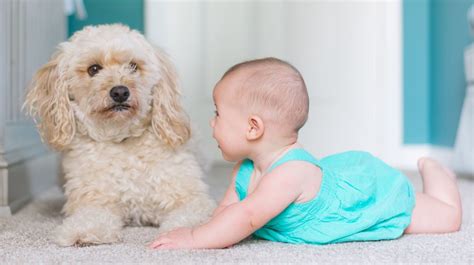 How To Introduce Dogs And Babies 🐶 Off The Leash
