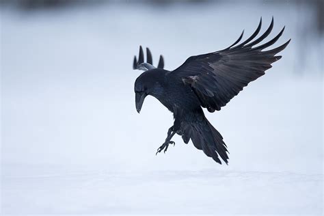 Raven Photography Capturing The Beauty Of Raven Wings