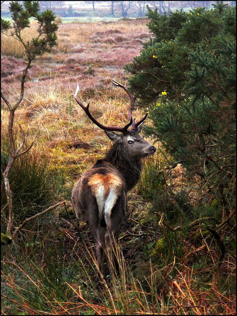 Scottish Stag Scotland Animals Deer Hdr Scottish Castles England