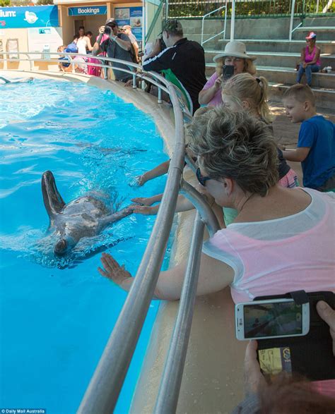 Coffs Harbour Tourist Dolphin Park Sparks Backclash Express Digest