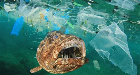Ocean Plastic Pollution Is Killing Marine Wildlife At