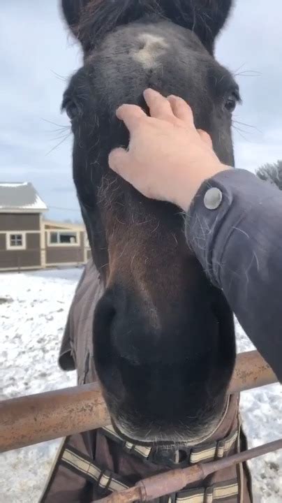 Horse Eager To Receive Pets Jukin Licensing
