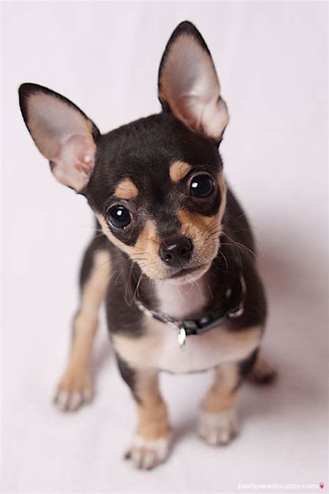 Black Apple Head Chihuahua Puppy Pets Lovers