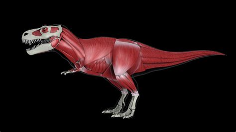 Muscular System Of Tyrannosaurus Rex Photograph By Stocktrek Images