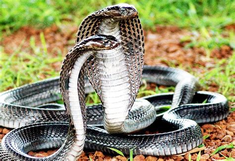 The Most Venomous Animals On Earth Ranked Venomous Animals Snake