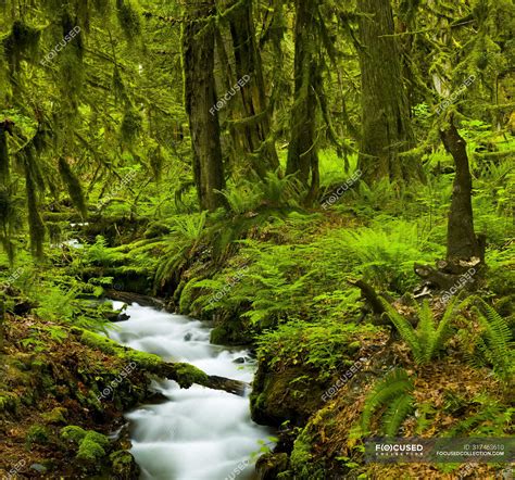 Flowing Stream Through A Lush Forest With Ferns And Moss Bridal Veil