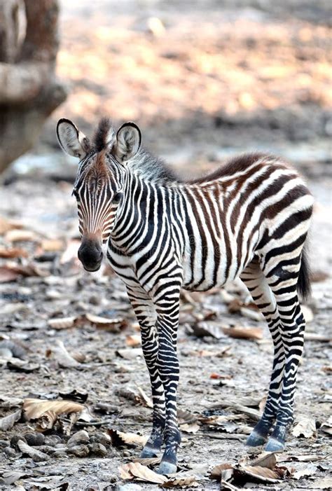 Baby Zebra Stock Photo Image Of Ears Nose Beauty Nature 21941036