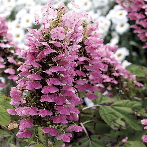 Here are our best tips and faqs for how to plant, grow and care as with most things in your garden, learning the basics of how to plant hydrangeas can save you time and money. Easy-Care Shrubs You Can Plant Now