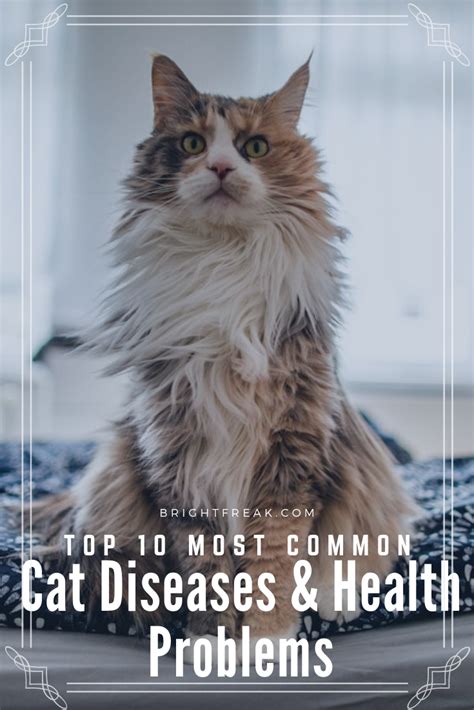 Here Are Ten Common Cat Diseases And Health Problems You May Want To