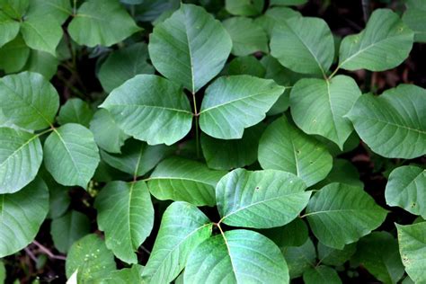 9 Things You Should Know About Poison Ivy
