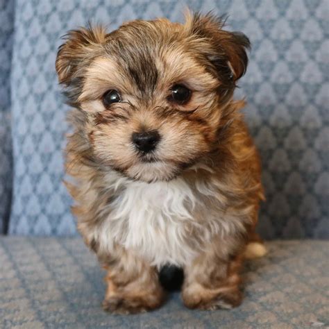 Morkie Puppies For Sale Cute Affectionate And Loyal Companions