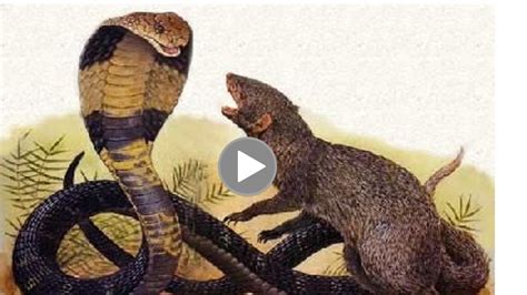 Amaizing Mongoose Vs Cobra New Snake Fight Videos Compilation 2018