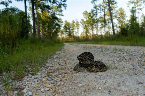 10 Facts About The Eastern Diamondback Rattlesnake Snake Radar