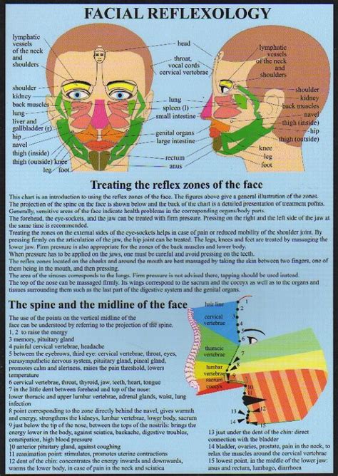 face reflexology chart printable