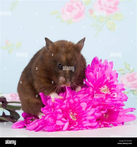 Brown Hamster Eating A Flower Stock Photo Alamy