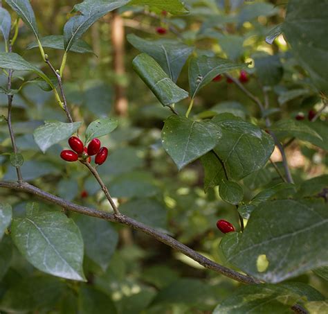Rurification Spicebush Berries