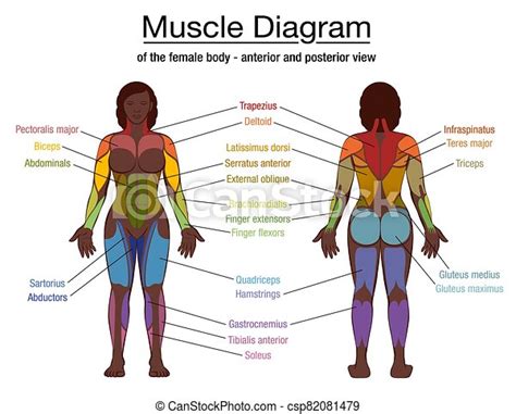 Muscle Diagram Black Woman Female Body Names Muscle Diagram Most