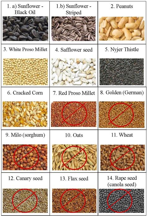 Different Types Of Bird Seed