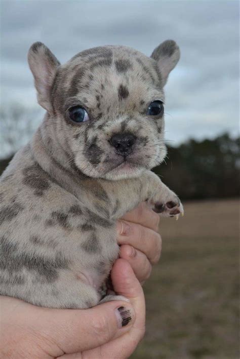 The lilac french bulldog is a rare breed of dog distinguished by its lilac colouration which is part of the every lilac coloured french bulldog is naturally a blue gene carrier. Cowboy 7-week old Lilac Merle Male Frenchie in 2020 ...