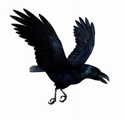 Raven Flying Transparent Ravan Common Icon Clipart
