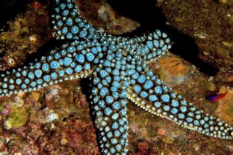 Giant Sea Star Giant Spined Sea Star The Best