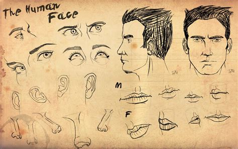 Human Face Study By Harbingerofdeth On Deviantart