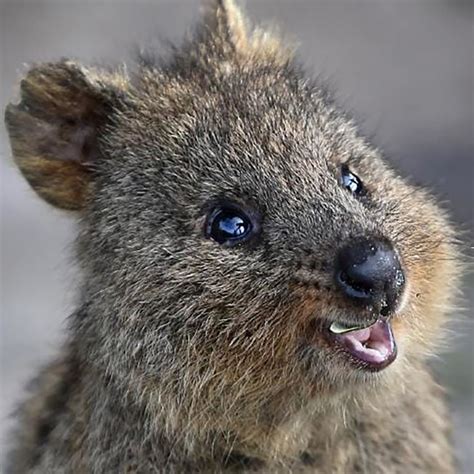 Cutest Australian Animals And Where To Find Them 2022